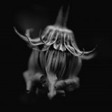Seed